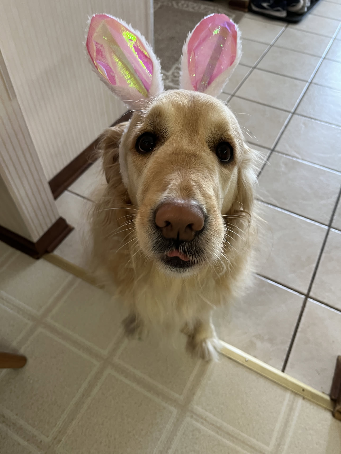 A golden retriever standing in a doorway, looking at the camera, head slightly tilted